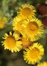 Common fleabane, pulicaria dysenterica, flowers Royalty Free Stock Photo