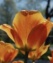 Orange and Yellow Tulips in Bloom