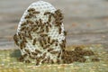 Close up group of young bees with small white honeycomb on wooden background