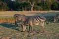 Close-up of a group of zebras eating in the savanna