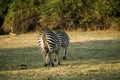 Close-up of a group of zebras eating in the savanna