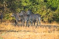 Close-up of a group of zebras standing in the savanna