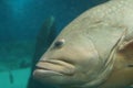 Close up of a grouper at Genova Aquarium Royalty Free Stock Photo