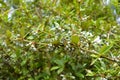 Close up of groups of fruits on the green plant Royalty Free Stock Photo