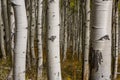 Close up of a grove of Aspen trees in the fall Royalty Free Stock Photo