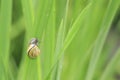 Close up of grove snail, brown-lipped snail Cepaea nemoralis b Royalty Free Stock Photo