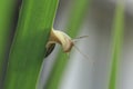 Close up of grove snail, brown-lipped snail Cepaea nemoralis b Royalty Free Stock Photo