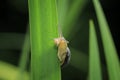 Close up of grove snail, brown-lipped snail Cepaea nemoralis b Royalty Free Stock Photo