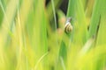 Close up of grove snail, brown-lipped snail Cepaea nemoralis b Royalty Free Stock Photo