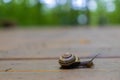 Close up of grove snail crawling on wooden bridge - forest green blurred background
