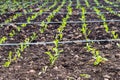 close up Grow up young salad tree row of Agricultural farming