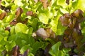 Close up of growing baby salad leaves