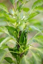 Close-up of Growing chili pepper