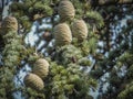 Close-up growing cones on the branches of Cedar Tree Cedrus libani or Lebanon Cedar Royalty Free Stock Photo
