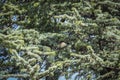 Close-up growing cones on the branches of Cedar Tree Cedrus libani or Lebanon Cedar Royalty Free Stock Photo