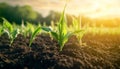 Close Up of Growing Corn Stalks in Rows of Grain Seedlings Under Bright Sunlight on a Farm Royalty Free Stock Photo