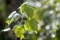 Close-up of growing currant sprout with beautiful bright fresh shiny leaves glowing in summer sunlight on blurred bright green and Royalty Free Stock Photo