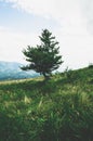 Close-up growing deciduous tree on small slope mountain, hill overgrown with green grass, flowers and various lush Royalty Free Stock Photo