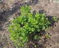 Close up growing fresh green sweet marjoram Royalty Free Stock Photo