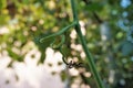 Close-up growing grape vine with bokeh background Royalty Free Stock Photo