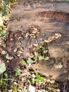 close up growing green bracket fungus on wooden stump Royalty Free Stock Photo