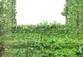 Growing green ivy plant through stone concrete wall patterns around old window  on white background Royalty Free Stock Photo