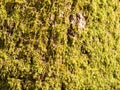 close up of growing green moss lichen algae on tree bark surface