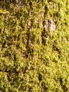 close up of growing green moss lichen algae on tree bark surface
