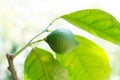 Close up of growing green unripe lemon on the tree in the garden Royalty Free Stock Photo