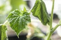 close-up growing leaves of young varietal cucumbers. Withered leaves.