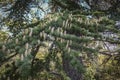 Close-up growing male cones on the branches of Cedar Tree Cedrus libani or Lebanon Cedar Royalty Free Stock Photo