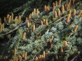 Close-up growing male cones on the branches of Cedar Tree Cedrus libani or Lebanon Cedar Royalty Free Stock Photo