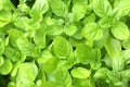 Close up of growing marjoram plant