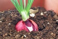 Close up of growing onion bulb in the soil