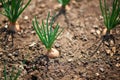 Close-up of growing onion plantation, garden