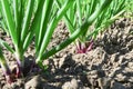 Close-up of growing onion plantation in the vegetable garden. Lush bunches of green onions growing in the garden close-up. Organic