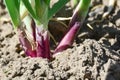 Close-up of growing onion plantation in the vegetable garden. Lush bunches of green onions growing in the garden close-up. Organic