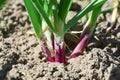 Close-up of growing onion plantation in the vegetable garden. Lush bunches of green onions growing in the garden close-up. Organic Royalty Free Stock Photo