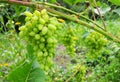 Growing organic grapes in the garden.