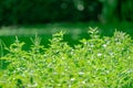 Close up growing plant in plantation farm blur background, with hilight sun light in the day Royalty Free Stock Photo