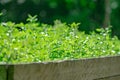 Close up growing plant in plantation farm blur background, with hilight sun light in the day Royalty Free Stock Photo