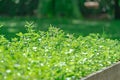 Close up growing plant in plantation farm blur background, with hilight sun light in the day Royalty Free Stock Photo