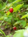 Close-up of growing red ripe wild strawberry (Fragaria vesca) on stem in forrest. Royalty Free Stock Photo