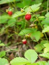 Close-up of growing red ripe wild strawberry (Fragaria vesca) on stem in forrest.
