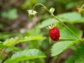 Close-up of growing red ripe wild strawberry (Fragaria vesca) on stem in forrest.