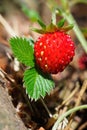 Close-up of growing red ripe wild strawberry Fragaria vesca on stem in forrest. Detail of fresh fruit with green leaves. Royalty Free Stock Photo