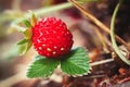 Close-up of growing red ripe wild strawberry Fragaria vesca on stem in forrest. Detail of fresh fruit with green leaves. Royalty Free Stock Photo