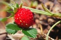 Close-up of growing red ripe wild strawberry Fragaria vesca on stem in forrest. Detail of fresh fruit with green leaves. Royalty Free Stock Photo