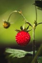 Close-up of growing red ripe wild strawberry Fragaria vesca on stem in forrest. Detail of fresh fruit with green leaves. Royalty Free Stock Photo