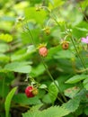 Close-up of growing red ripe wild strawberry (Fragaria vesca) on stem in forrest.